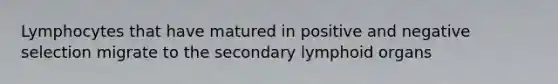 Lymphocytes that have matured in positive and negative selection migrate to the secondary lymphoid organs