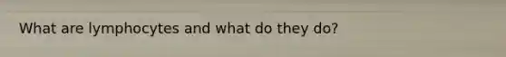 What are lymphocytes and what do they do?