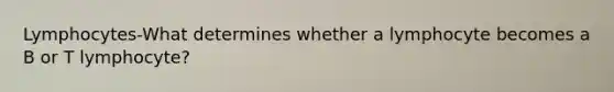 Lymphocytes-What determines whether a lymphocyte becomes a B or T lymphocyte?