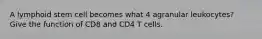 A lymphoid stem cell becomes what 4 agranular leukocytes? Give the function of CD8 and CD4 T cells.