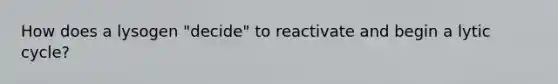 How does a lysogen "decide" to reactivate and begin a lytic cycle?