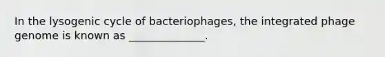 In the lysogenic cycle of bacteriophages, the integrated phage genome is known as ______________.