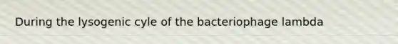 During the lysogenic cyle of the bacteriophage lambda