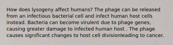 How does lysogeny affect humans? The phage can be released from an infectious bacterial cell and infect human host cells instead. Bacteria can become virulent due to phage genes, causing greater damage to infected human host . The phage causes significant changes to host cell divisionleading to cancer.