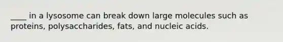 ____ in a lysosome can break down large molecules such as proteins, polysaccharides, fats, and nucleic acids.