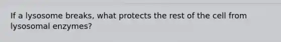 If a lysosome breaks, what protects the rest of the cell from lysosomal enzymes?