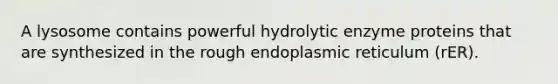 ​A lysosome contains powerful hydrolytic enzyme proteins that are synthesized in the rough endoplasmic reticulum (rER).