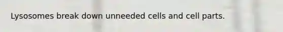 Lysosomes break down unneeded cells and cell parts.