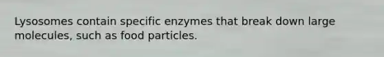 Lysosomes contain specific enzymes that break down large molecules, such as food particles.