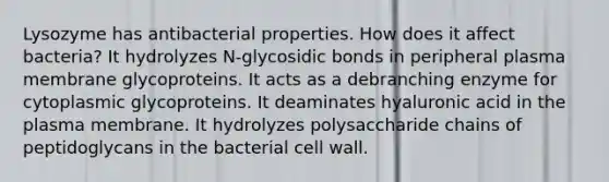 Lysozyme has antibacterial properties. How does it affect bacteria? It hydrolyzes N-glycosidic bonds in peripheral plasma membrane glycoproteins. It acts as a debranching enzyme for cytoplasmic glycoproteins. It deaminates hyaluronic acid in the plasma membrane. It hydrolyzes polysaccharide chains of peptidoglycans in the bacterial cell wall.