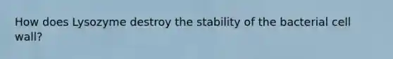 How does Lysozyme destroy the stability of the bacterial cell wall?