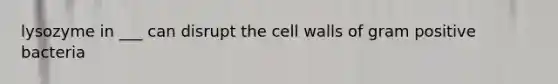 lysozyme in ___ can disrupt the cell walls of gram positive bacteria