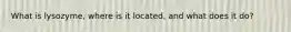 What is lysozyme, where is it located, and what does it do?