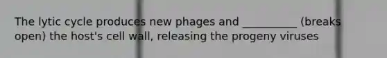 The lytic cycle produces new phages and __________ (breaks open) the host's cell wall, releasing the progeny viruses