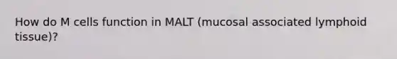 How do M cells function in MALT (mucosal associated lymphoid tissue)?