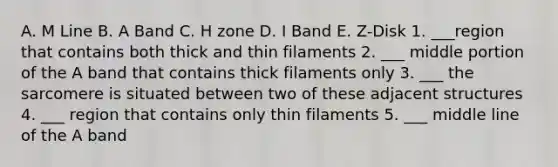 A. M Line B. A Band C. H zone D. I Band E. Z-Disk 1. ___region that contains both thick and thin filaments 2. ___ middle portion of the A band that contains thick filaments only 3. ___ the sarcomere is situated between two of these adjacent structures 4. ___ region that contains only thin filaments 5. ___ middle line of the A band