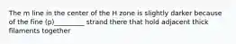 The m line in the center of the H zone is slightly darker because of the fine (p)_________ strand there that hold adjacent thick filaments together