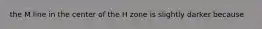 the M line in the center of the H zone is slightly darker because