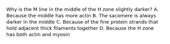 Why is the M line in the middle of the H zone slightly darker? A. Because the middle has more actin B. The sacomere is always darker in the middle C. Because of the fine protein strands that hold adjacent thick filaments together D. Because the H zone has both actin and myosin