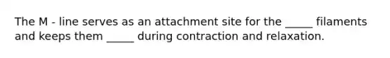 The M - line serves as an attachment site for the _____ filaments and keeps them _____ during contraction and relaxation.