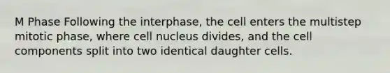 M Phase Following the interphase, the cell enters the multistep mitotic phase, where cell nucleus divides, and the cell components split into two identical daughter cells.