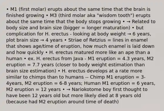 • M1 (first molar) erupts about the same time that the brain is finished growing • M3 (third molar aka "wisdom tooth") erupts about the same time that the body stops growing • → Related to body size and brain size (bigger = longer maturation) • but complication for H. erectus - looking at body weight → 6 years, plot brain size → 4 years • Striae of Retzius = lines in enamel that shows age/time of eruption, how much enamel is laid down and how quickly • H. erectus matured more like an ape than a human • ex. H. erectus from Java - M1 eruption = 4.3 years, M2 eruption = 7.7 years (closer to body weight estimation than brain size estimation) • H. erectus develops at a rate more similar to chimps than to humans -- Chimp M1 eruption = 3-4years, M2 eruption = 6-8 years; Human M1 eruption = 6 years, M2 eruption = 12 years • → Nariokotome boy first thought to have been 12 years old but more likely died at 8 years old (because had M2 eruption around time of death)