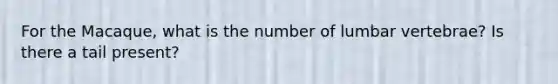 For the Macaque, what is the number of lumbar vertebrae? Is there a tail present?