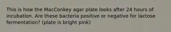 This is how the MacConkey agar plate looks after 24 hours of incubation. Are these bacteria positive or negative for lactose fermentation? (plate is bright pink)