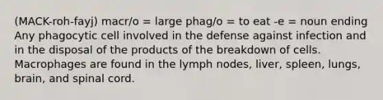 (MACK-roh-fayj) macr/o = large phag/o = to eat -e = noun ending Any phagocytic cell involved in the defense against infection and in the disposal of the products of the breakdown of cells. Macrophages are found in the lymph nodes, liver, spleen, lungs, brain, and spinal cord.