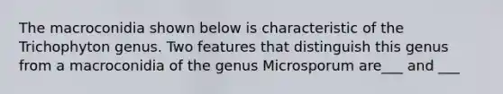 The macroconidia shown below is characteristic of the Trichophyton genus. Two features that distinguish this genus from a macroconidia of the genus Microsporum are___ and ___