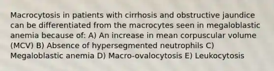 Macrocytosis in patients with cirrhosis and obstructive jaundice can be differentiated from the macrocytes seen in megaloblastic anemia because of: A) An increase in mean corpuscular volume (MCV) B) Absence of hypersegmented neutrophils C) Megaloblastic anemia D) Macro-ovalocytosis E) Leukocytosis