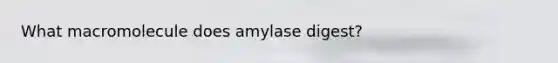 What macromolecule does amylase digest?