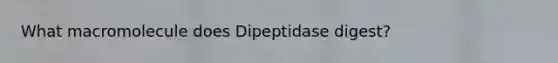 What macromolecule does Dipeptidase digest?