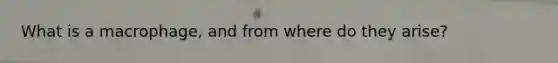 What is a macrophage, and from where do they arise?