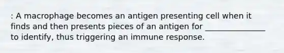 : A macrophage becomes an antigen presenting cell when it finds and then presents pieces of an antigen for _______________ to identify, thus triggering an immune response.