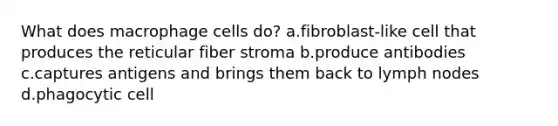 What does macrophage cells do? a.fibroblast-like cell that produces the reticular fiber stroma b.produce antibodies c.captures antigens and brings them back to lymph nodes d.phagocytic cell