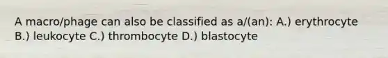 A macro/phage can also be classified as a/(an): A.) erythrocyte B.) leukocyte C.) thrombocyte D.) blastocyte