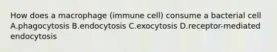 How does a macrophage (immune cell) consume a bacterial cell A.phagocytosis B.endocytosis C.exocytosis D.receptor-mediated endocytosis