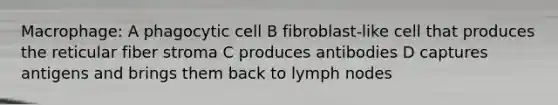 Macrophage: A phagocytic cell B fibroblast-like cell that produces the reticular fiber stroma C produces antibodies D captures antigens and brings them back to lymph nodes