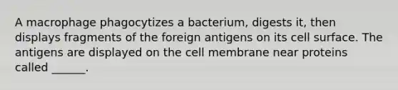 A macrophage phagocytizes a bacterium, digests it, then displays fragments of the foreign antigens on its cell surface. The antigens are displayed on the cell membrane near proteins called ______.