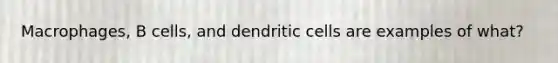 Macrophages, B cells, and dendritic cells are examples of what?