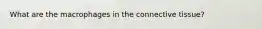 What are the macrophages in the connective tissue?