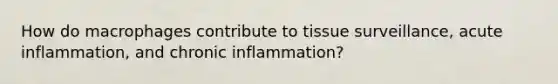 How do macrophages contribute to tissue surveillance, acute inflammation, and chronic inflammation?