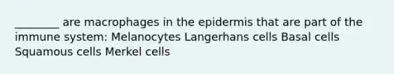 ________ are macrophages in the epidermis that are part of the immune system: Melanocytes Langerhans cells Basal cells Squamous cells Merkel cells