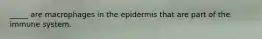 _____ are macrophages in the epidermis that are part of the immune system.