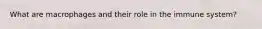 What are macrophages and their role in the immune system?