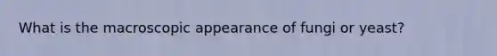 What is the macroscopic appearance of fungi or yeast?