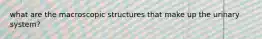 what are the macroscopic structures that make up the urinary system?