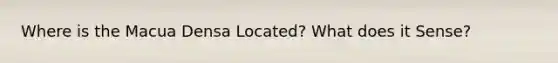 Where is the Macua Densa Located? What does it Sense?