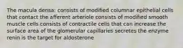 The macula densa: consists of modified columnar epithelial cells that contact the afferent arteriole consists of modified smooth muscle cells consists of contractile cells that can increase the surface area of the glomerular capillaries secretes the enzyme renin is the target for aldosterone